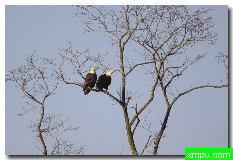 白头雕---自然摄影师约书亚安德森【美国】摄影系列作品
