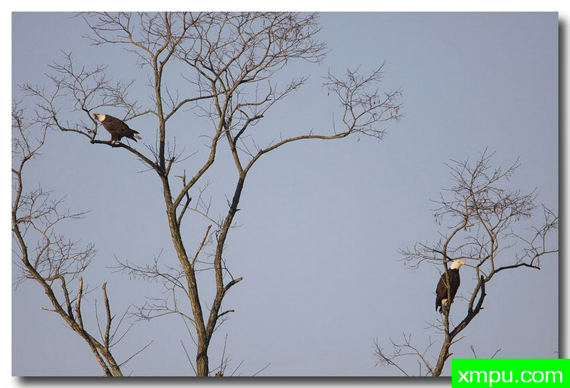 白头雕---自然摄影师约书亚安德森【美国】摄影系列作品