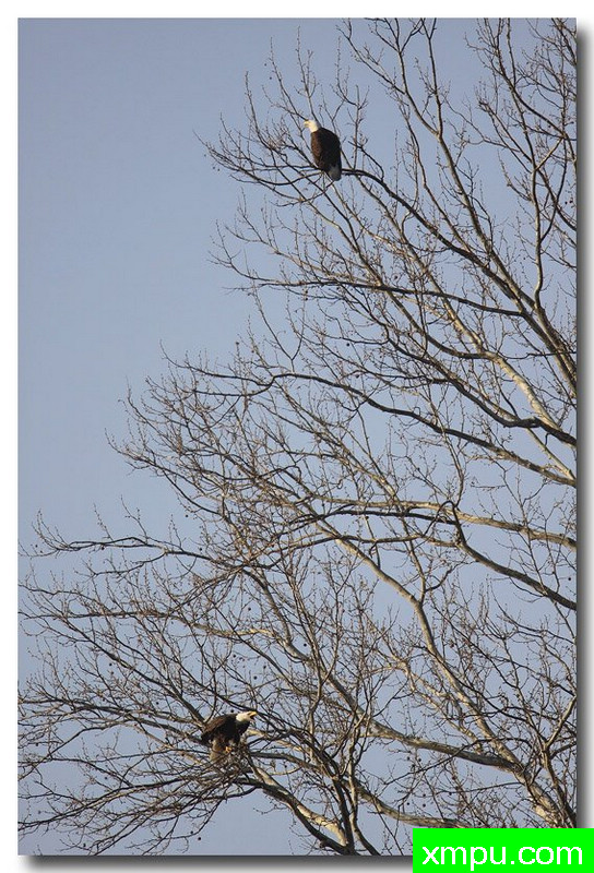 白头雕---自然摄影师约书亚安德森【美国】摄影系列作品