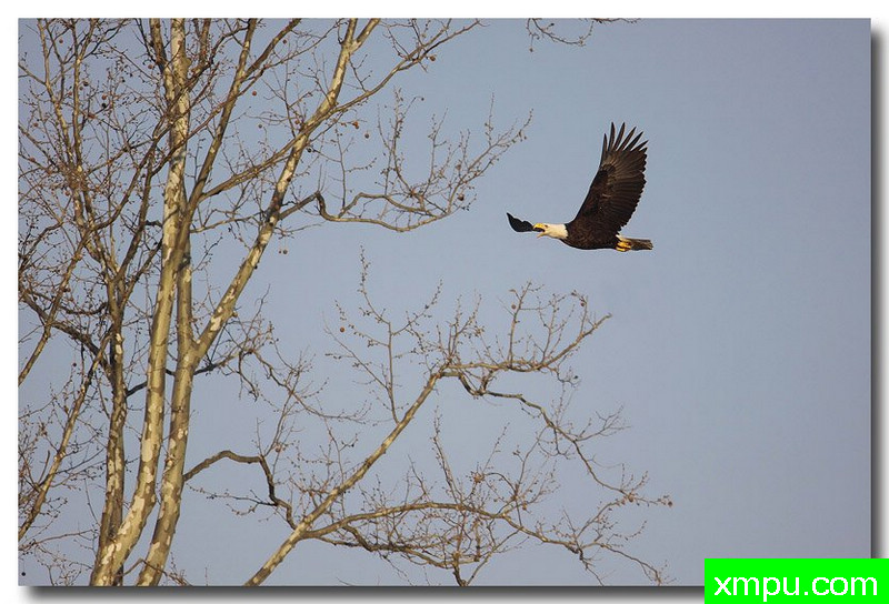 白头雕---自然摄影师约书亚安德森【美国】摄影系列作品