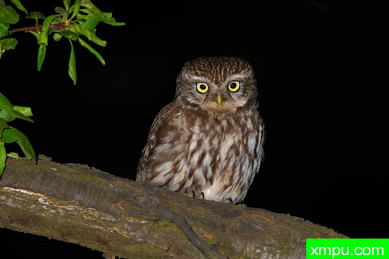 枭--野外摄影师尼克摄影作品系列