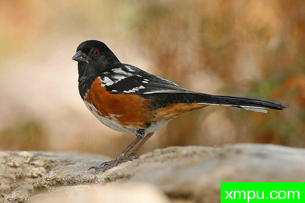 黑头白花雀--著名摄影大师布赖恩E.小【美国】作品系列之