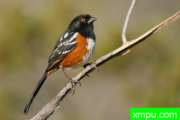 黑头白花雀--著名摄影大师布赖恩E.小【美国】作品系列之