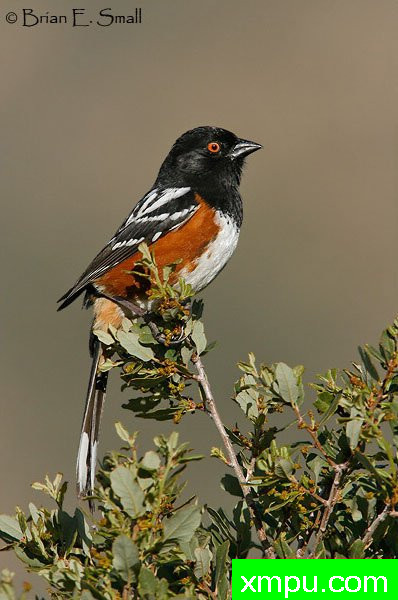 黑头白花雀--著名摄影大师布赖恩E.小【美国】作品系列之