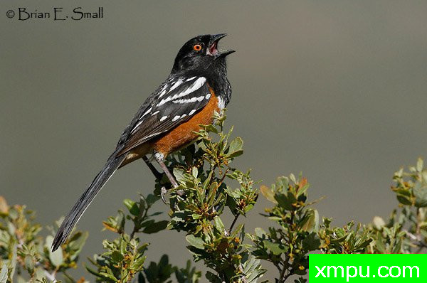 黑头白花雀--著名摄影大师布赖恩E.小【美国】作品系列之