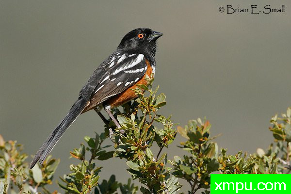 黑头白花雀--著名摄影大师布赖恩E.小【美国】作品系列之