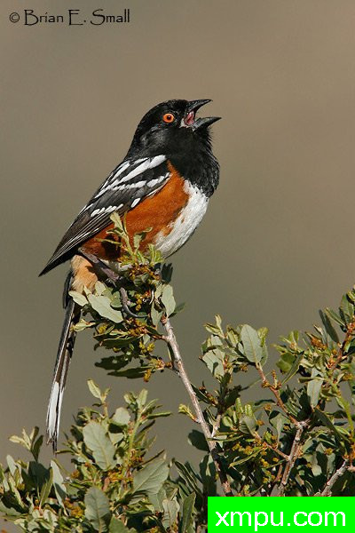 黑头白花雀--著名摄影大师布赖恩E.小【美国】作品系列之