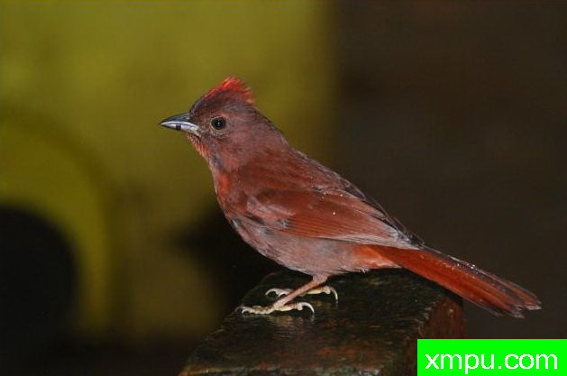 丹顶红鸣雀【秘鲁】