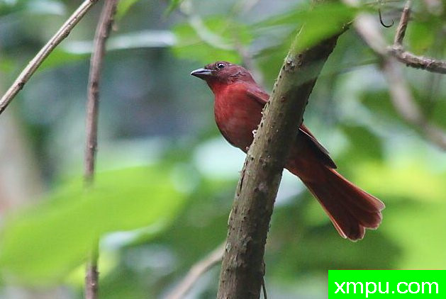 丹顶红鸣雀【秘鲁】