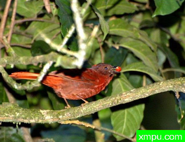 丹顶红鸣雀【秘鲁】