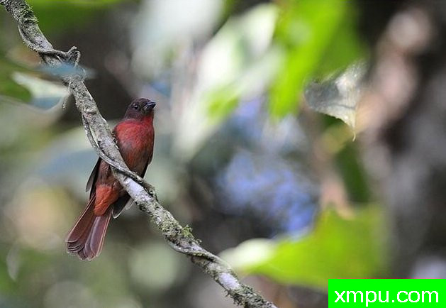 丹顶红鸣雀【秘鲁】