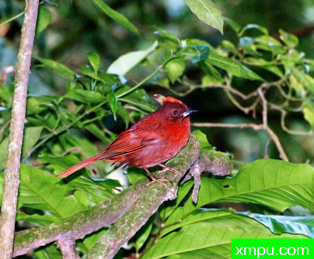 丹顶红鸣雀【秘鲁】