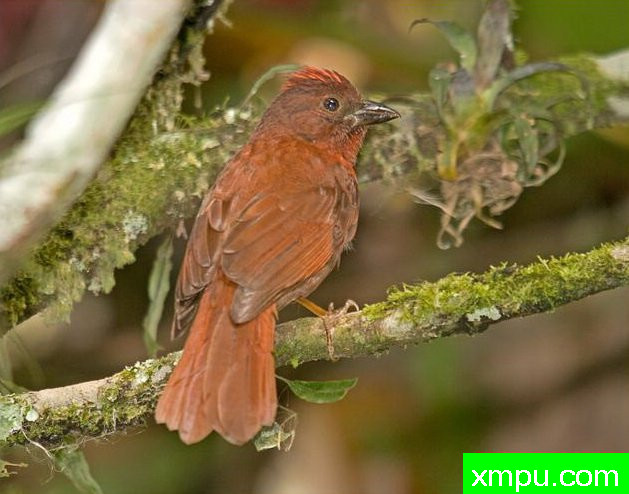 丹顶红鸣雀【秘鲁】