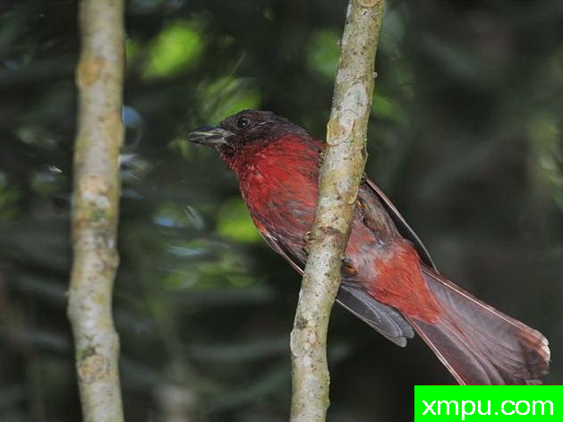 丹顶红鸣雀【秘鲁】