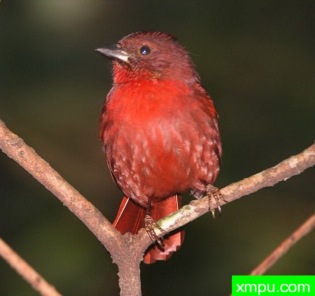 丹顶红鸣雀【秘鲁】