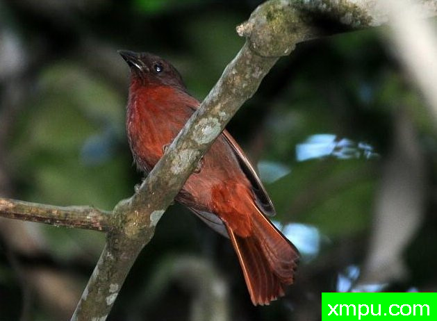 丹顶红鸣雀【秘鲁】