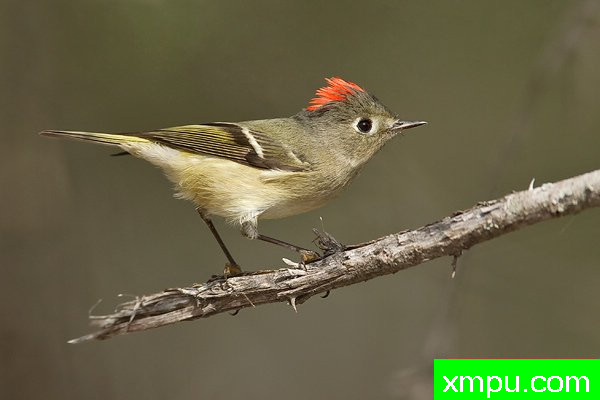 轩辕十四金盏花 --美国著名摄影大师布赖恩E.小作品系列