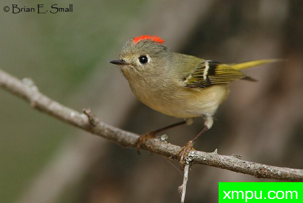 轩辕十四金盏花 --美国著名摄影大师布赖恩E.小作品系列