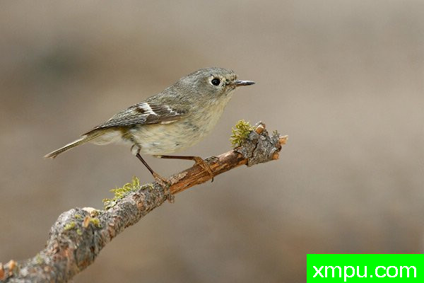 轩辕十四金盏花 --美国著名摄影大师布赖恩E.小作品系列