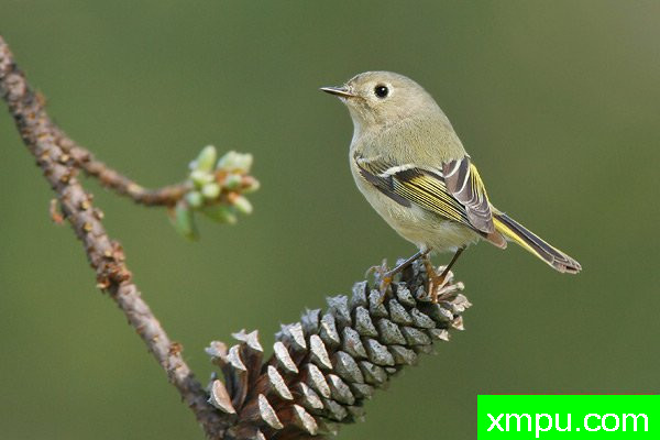 轩辕十四金盏花 --美国著名摄影大师布赖恩E.小作品系列