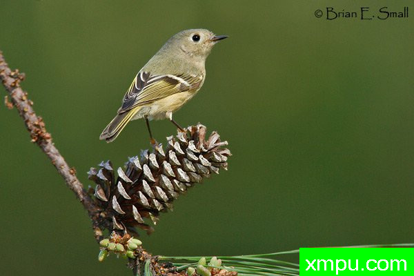 轩辕十四金盏花 --美国著名摄影大师布赖恩E.小作品系列