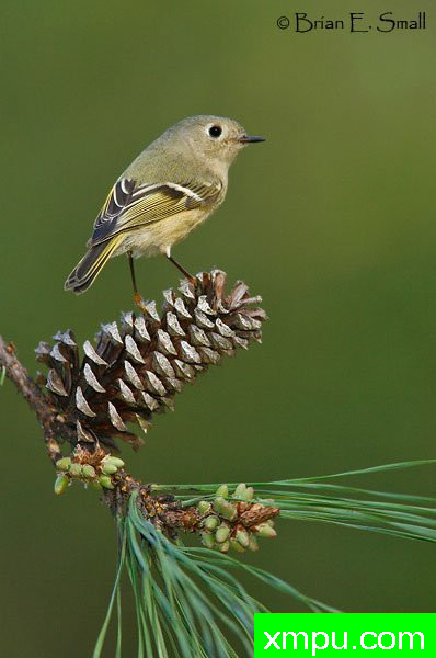 轩辕十四金盏花 --美国著名摄影大师布赖恩E.小作品系列