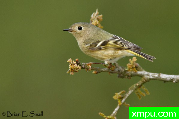 轩辕十四金盏花 --美国著名摄影大师布赖恩E.小作品系列