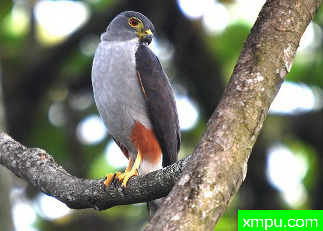 双色鹰【哥伦比亚】