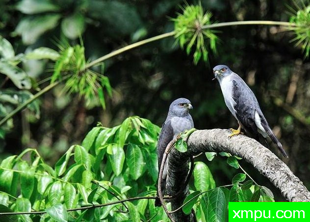 双色鹰【哥伦比亚】