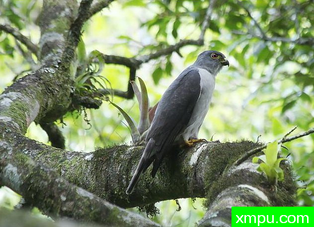 双色鹰【哥伦比亚】