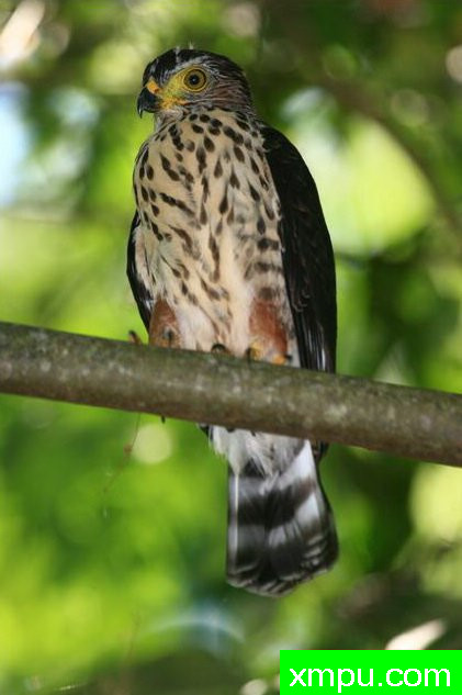 双色鹰【哥伦比亚】