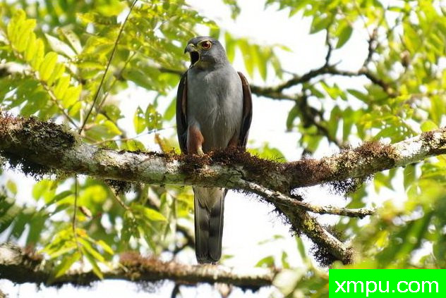 双色鹰【哥伦比亚】