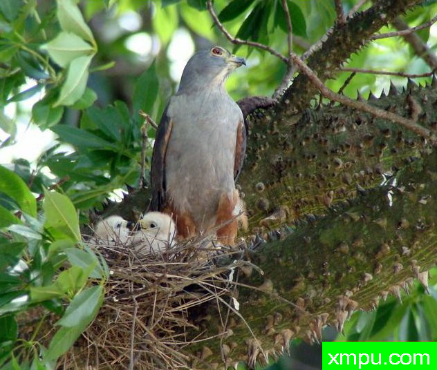 双色鹰【哥伦比亚】