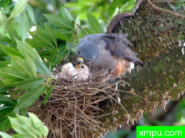 双色鹰【哥伦比亚】