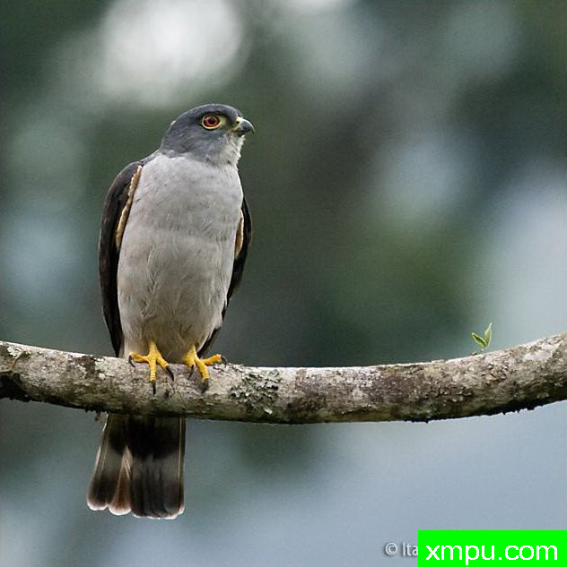 双色鹰【哥伦比亚】