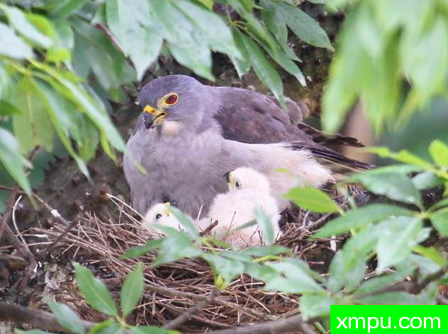 双色鹰【哥伦比亚】