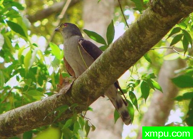 双色鹰【哥伦比亚】