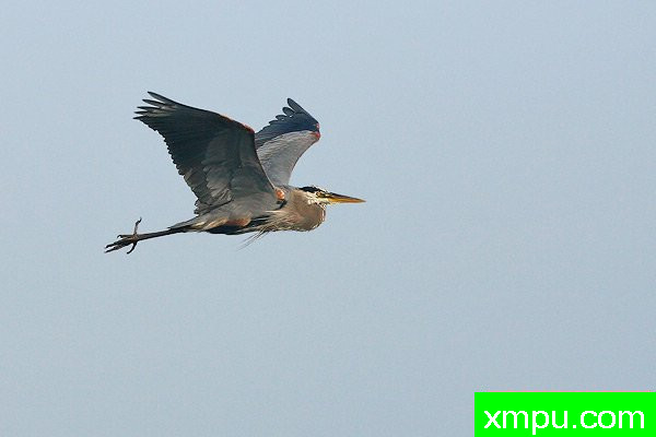 大兰鹭--美国著名摄影大师布赖恩E.小作品系列