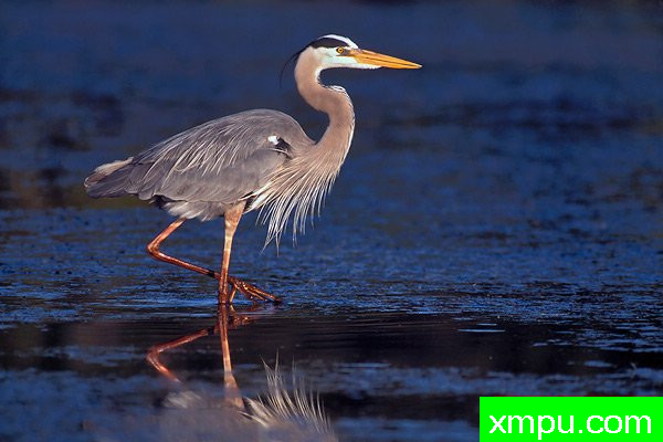 大兰鹭--美国著名摄影大师布赖恩E.小作品系列