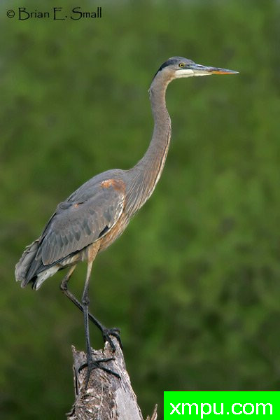 大兰鹭--美国著名摄影大师布赖恩E.小作品系列