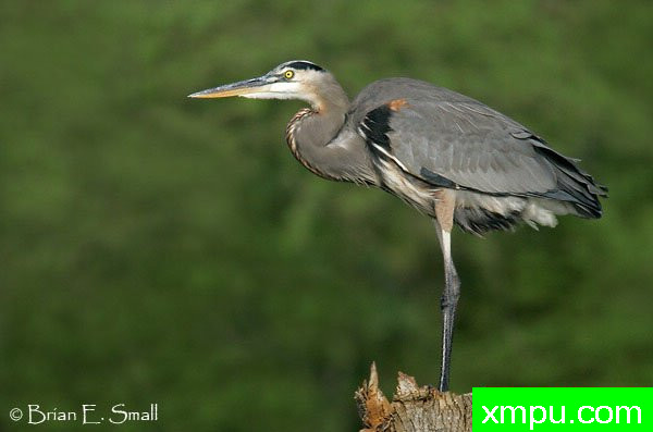 大兰鹭--美国著名摄影大师布赖恩E.小作品系列