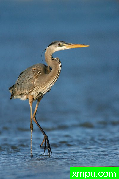 大兰鹭--美国著名摄影大师布赖恩E.小作品系列