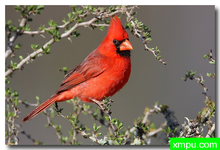 北红衣主教--荒野摄影师安德森摄影