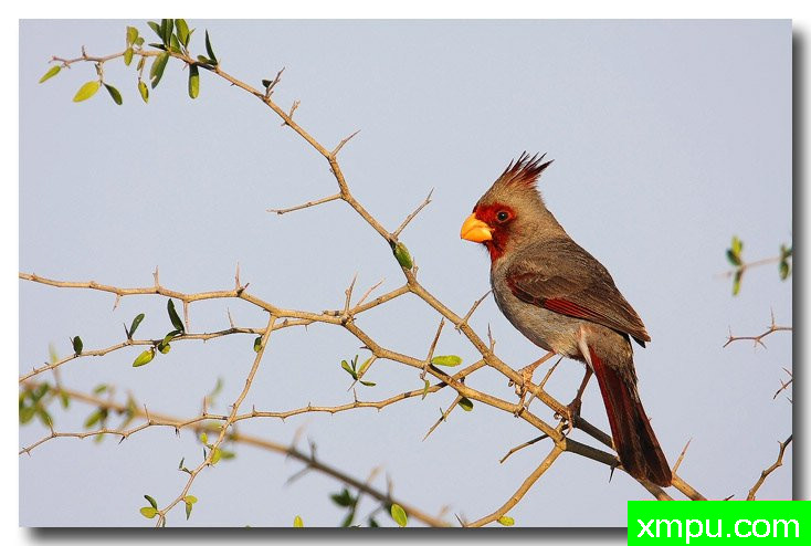 北红衣主教--荒野摄影师安德森摄影
