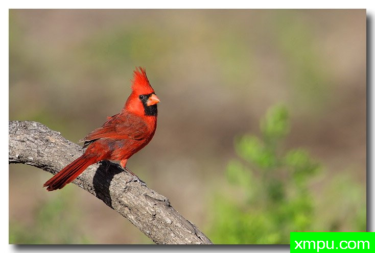 北红衣主教--荒野摄影师安德森摄影