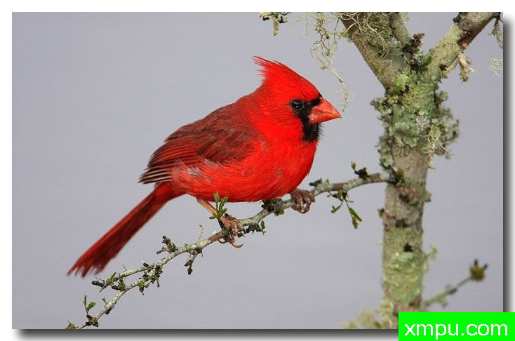 北红衣主教--荒野摄影师安德森摄影