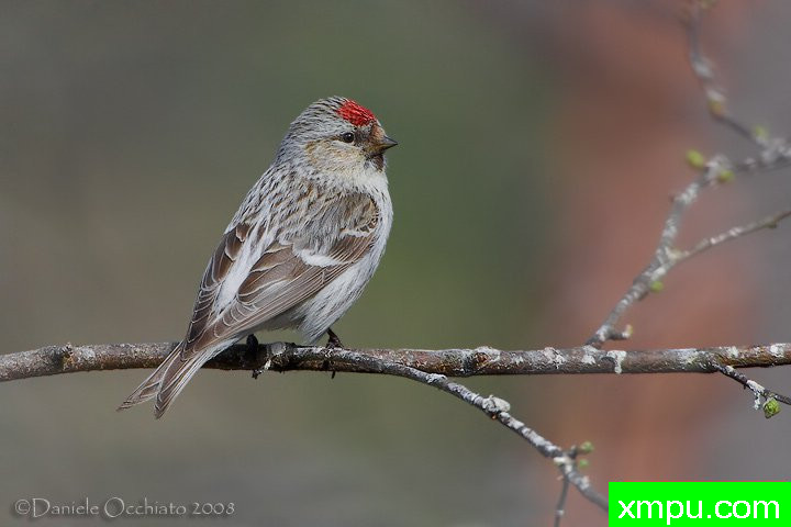 能和金丝雀杂交的鸟【二】