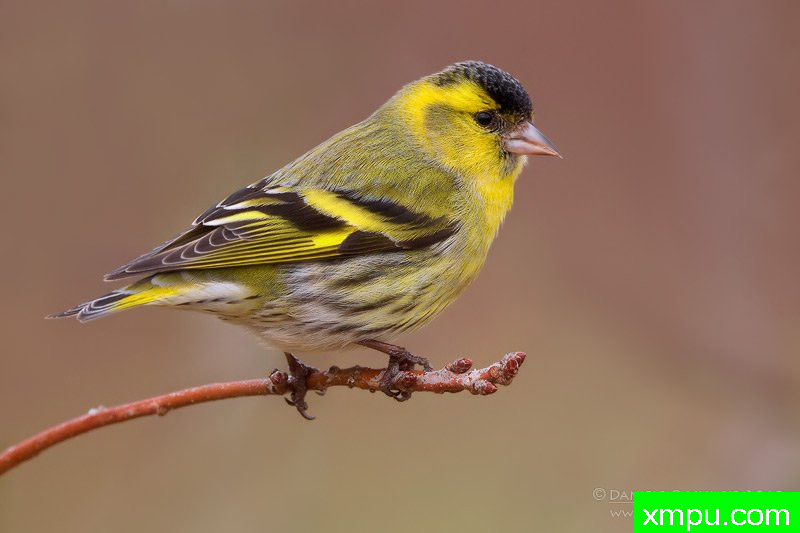 能和金丝雀杂交的鸟【二】
