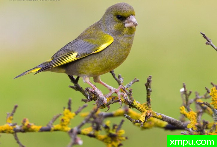 能和金丝雀杂交的鸟【二】