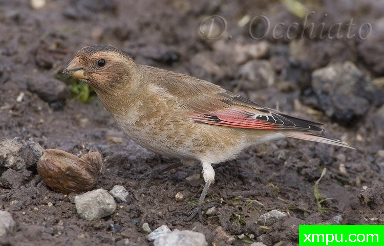 能和金丝雀杂交的鸟【二】